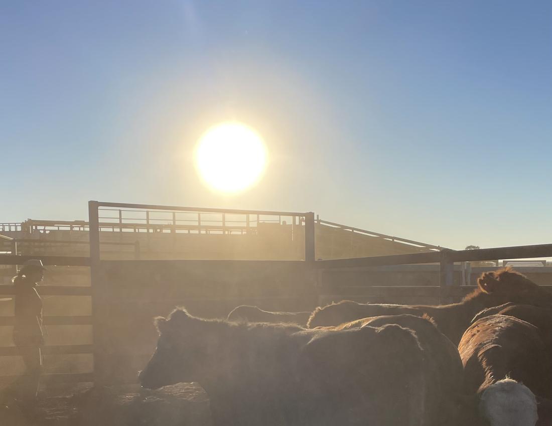 Cattle in the induction race at sunrise — on-farm, Western Downs QLD